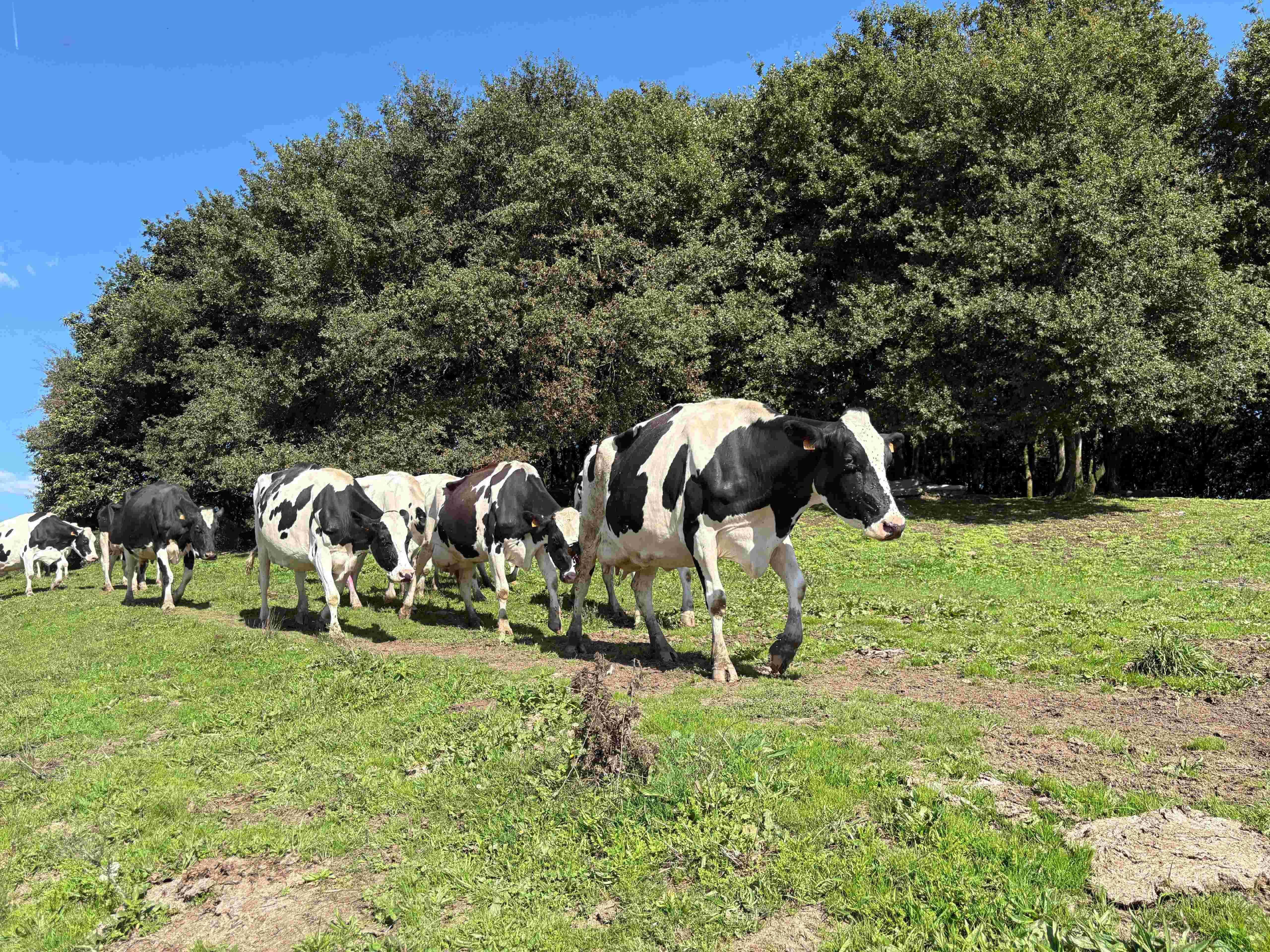 Lactalis España avanza en la transformación del sector primario con un compromiso sólido en bienestar animal